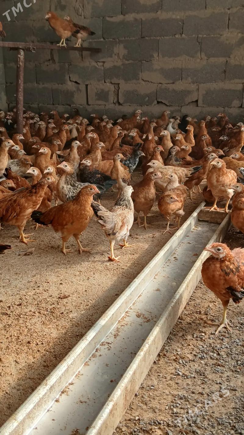 Juýje - Gökdepe - img 2