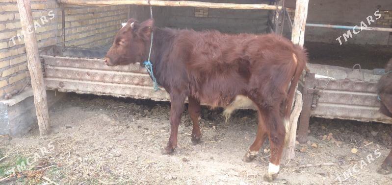 Sagdyn öküzler - Çärjew - img 7