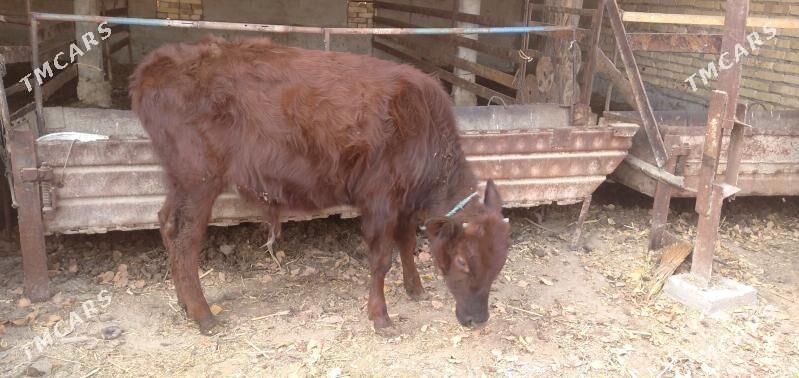 Sagdyn öküzler - Çärjew - img 4