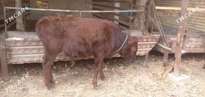 Sagdyn öküzler - Çärjew - img 5