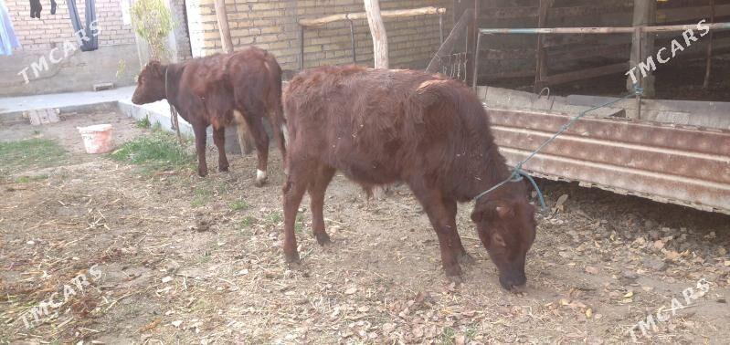 Sagdyn öküzler - Çärjew - img 1