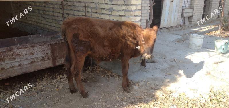 Sagdyn öküzler - Çärjew - img 8