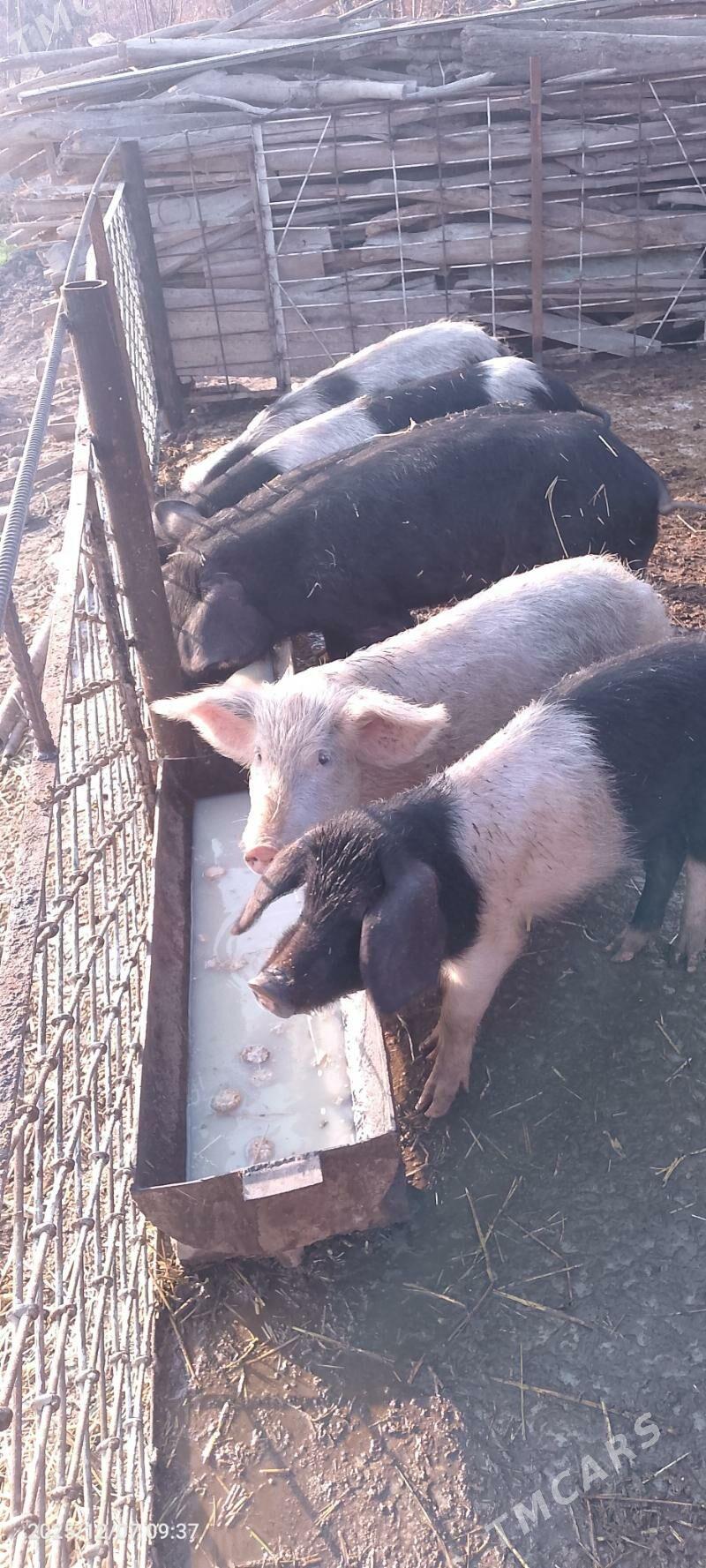 Doňyz - Сакар - img 1