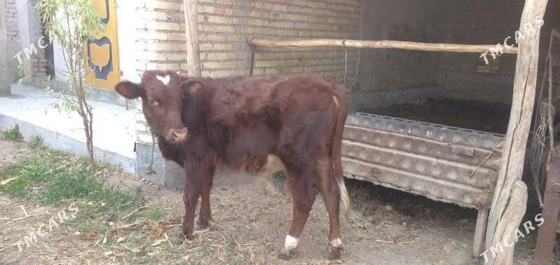 Sagdyn öküzler - Çärjew - img 2