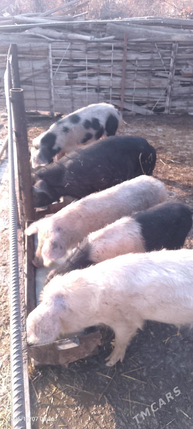 Doňyz - Сакар - img 2