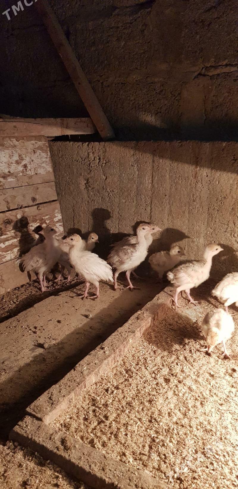 induk jüýjeinduk jüýje - Гёкдже - img 1