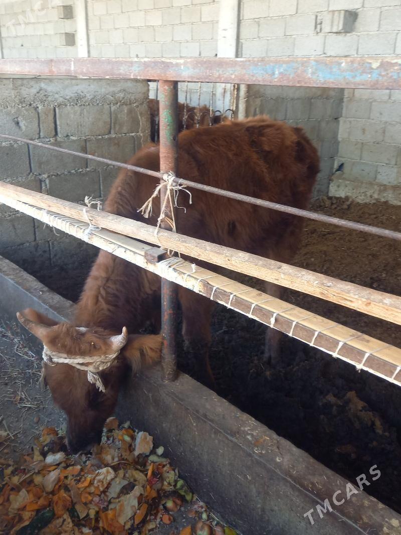 okuz - Гёкдепе - img 2