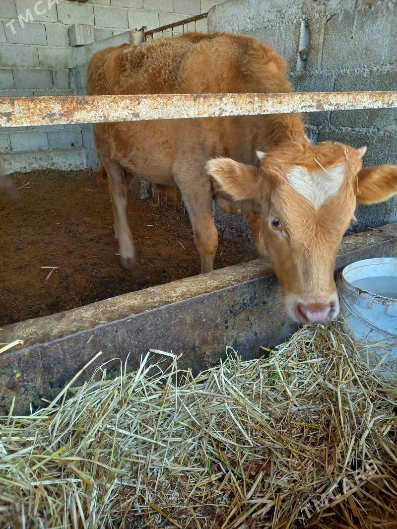 okuz - Gökdepe - img 1