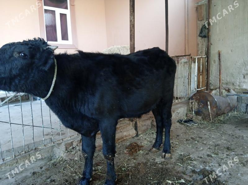 3 sany öküz - Türkmenabat - img 3