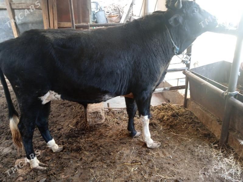 3 sany öküz - Türkmenabat - img 4