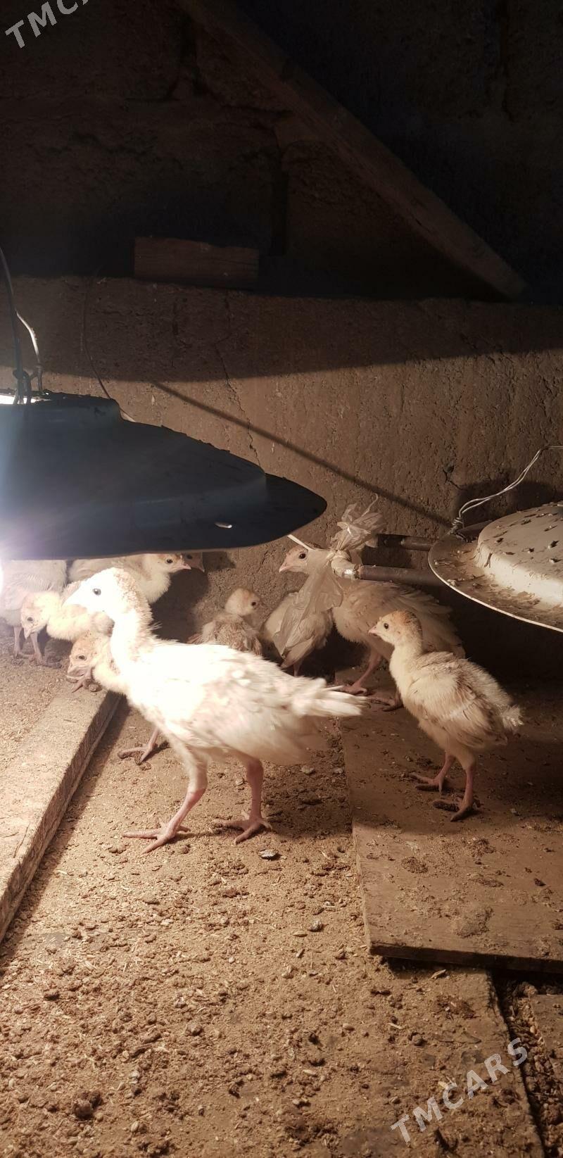 induk jüýjeinduk jüýje - Гёкдже - img 2