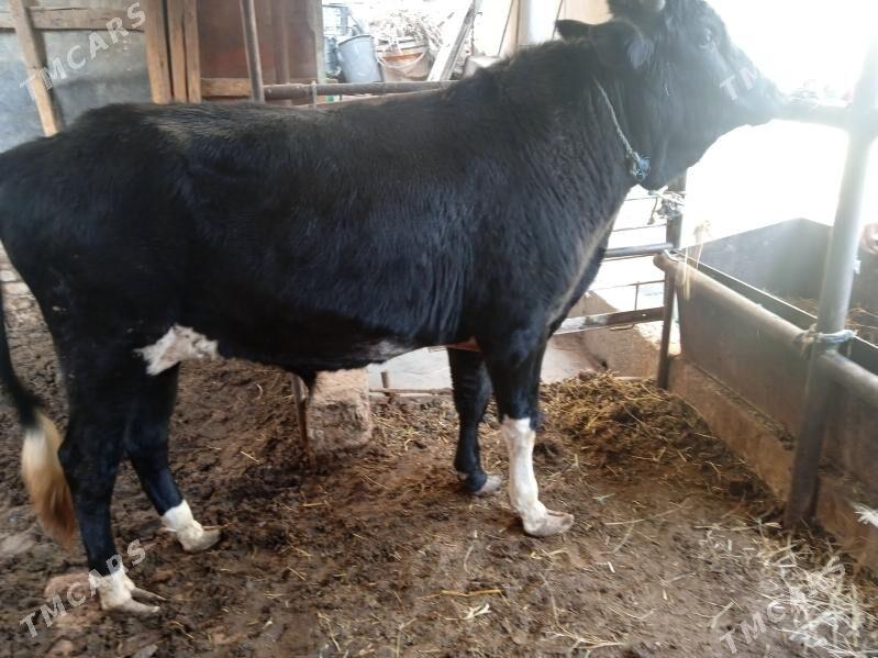 3 sany öküz - Türkmenabat - img 1