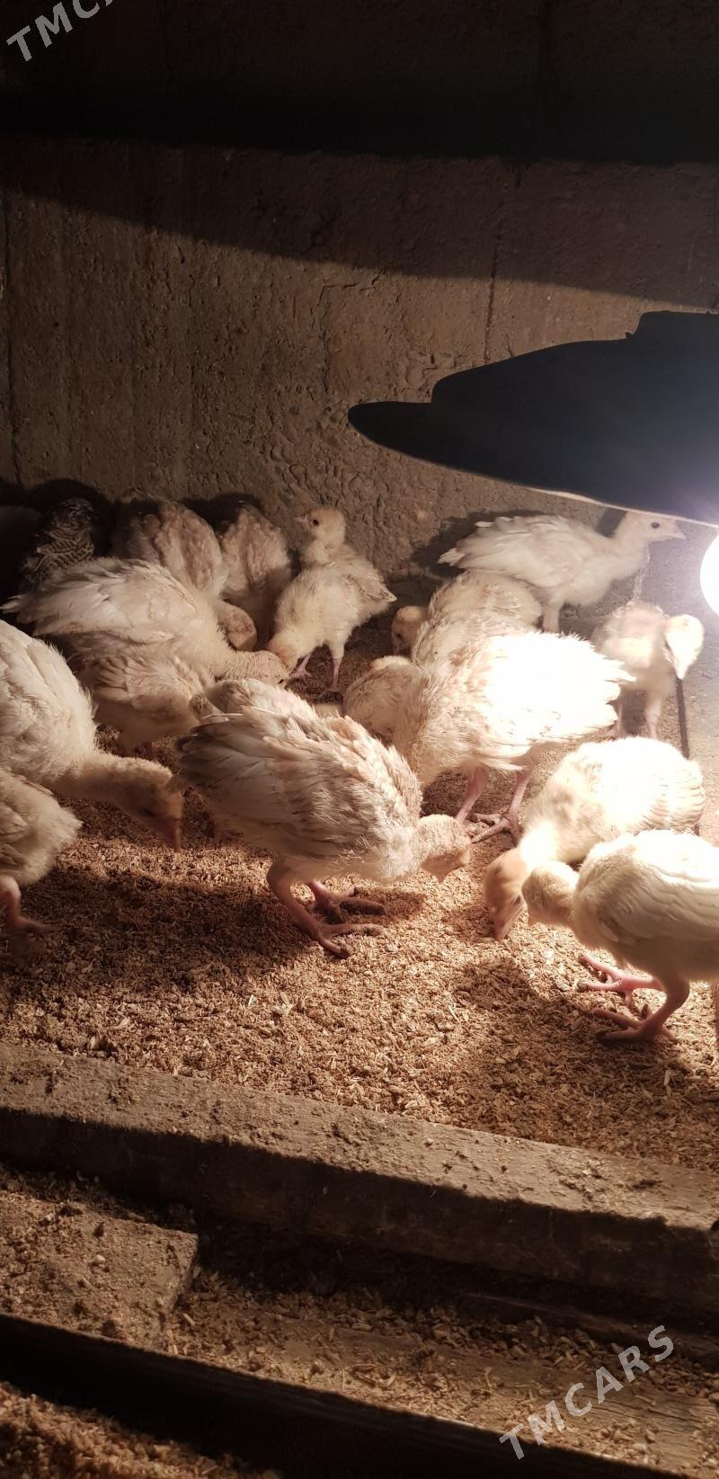 induk jüýjeinduk jüýje - Гёкдже - img 3