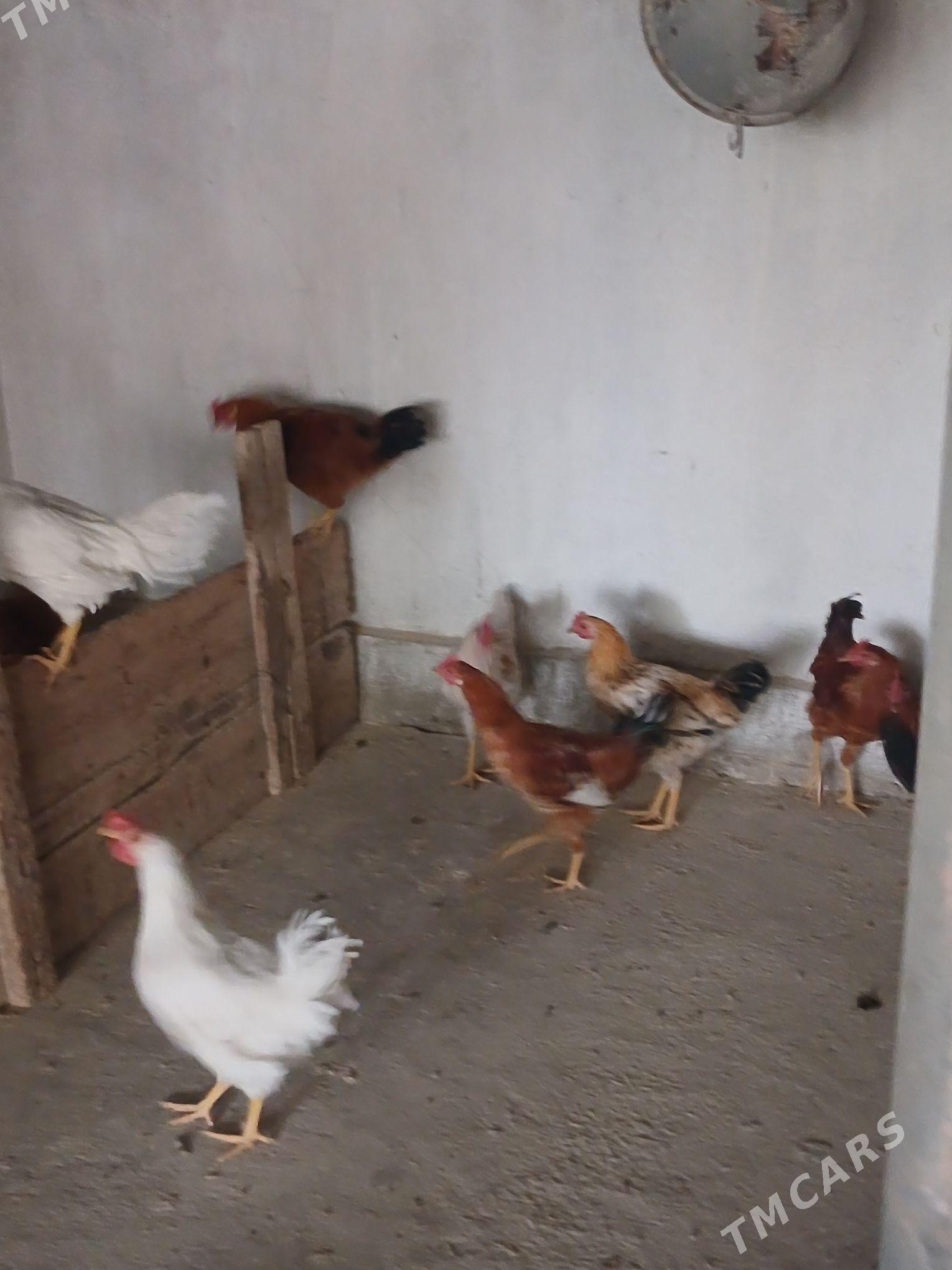 horaz - Кака - img 5