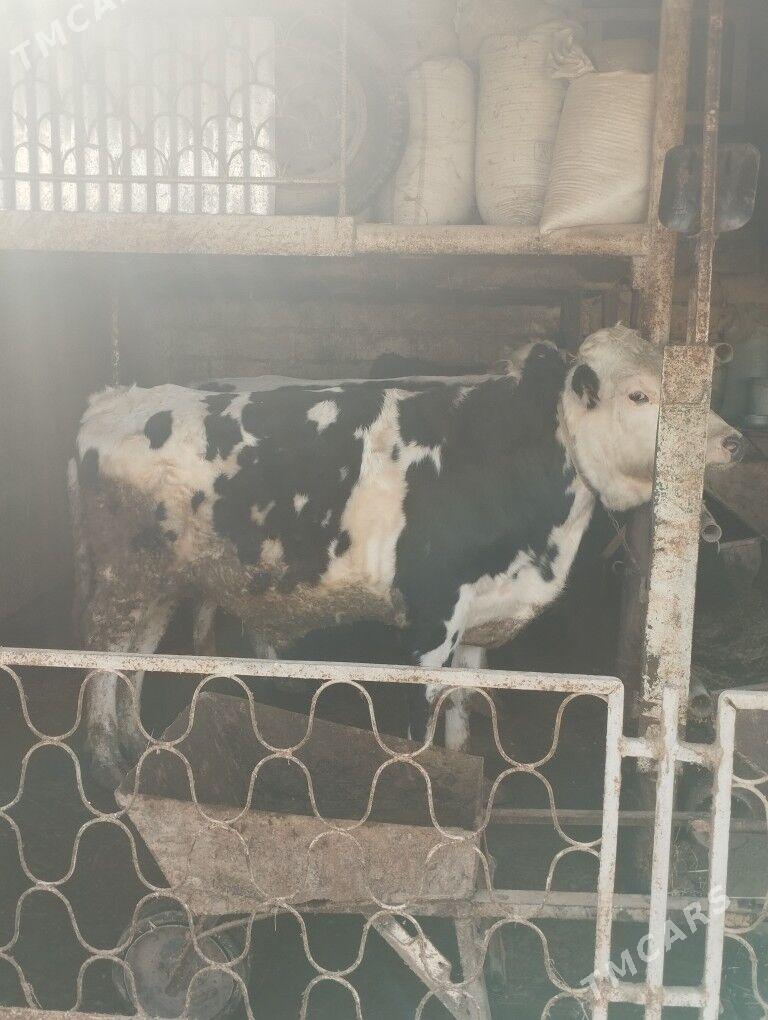 okuz - Кипджак - img 1