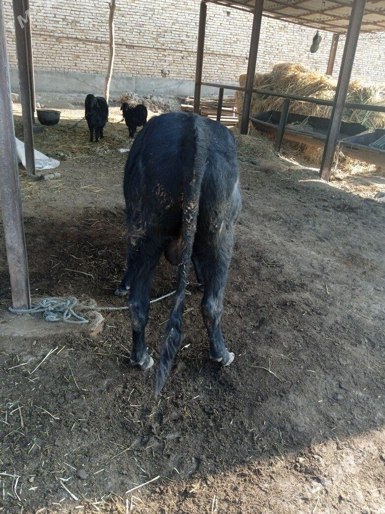 Okiz - Фарап - img 3