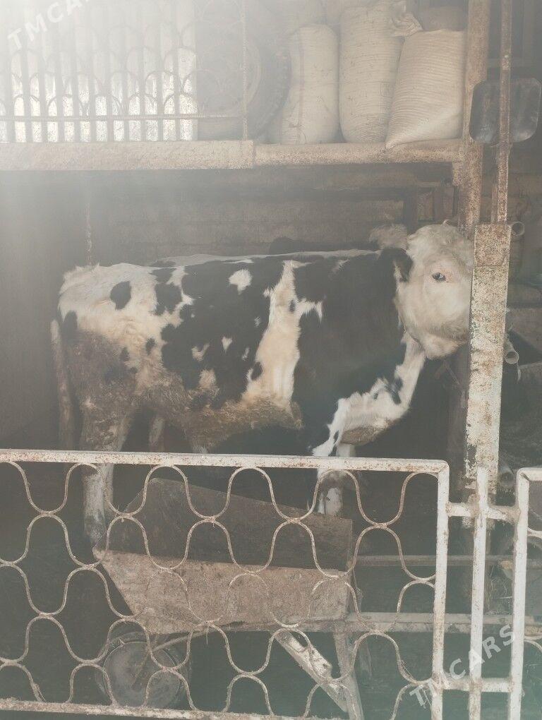 okuz - Кипджак - img 4