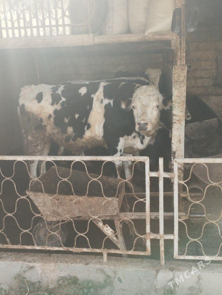 okuz - Кипджак - img 2