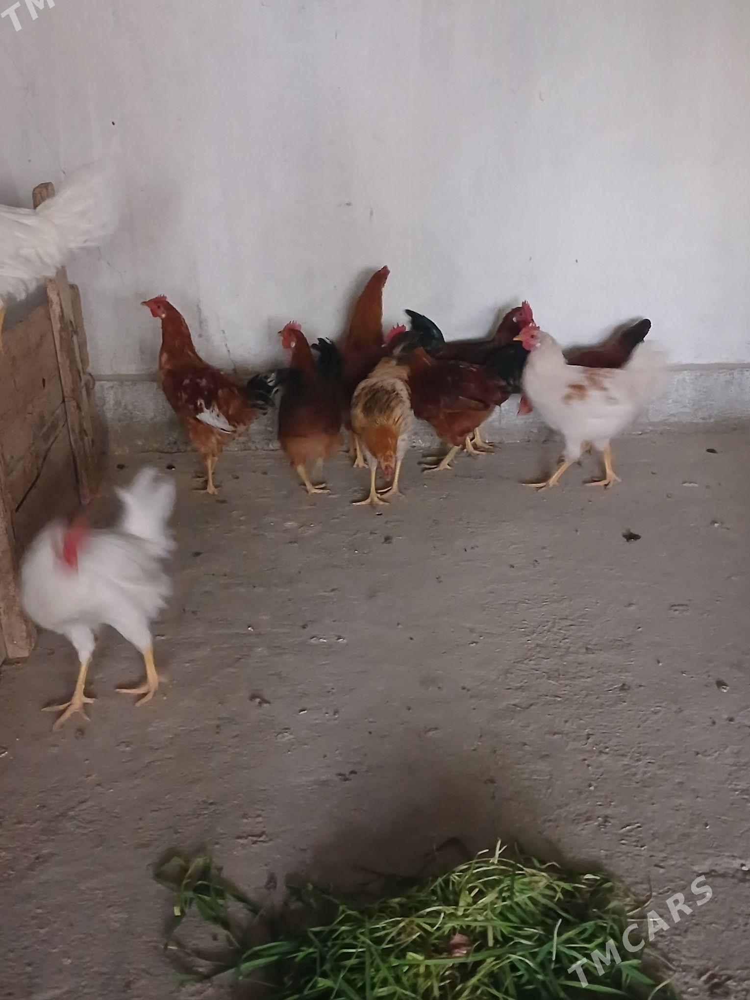 horaz - Кака - img 8