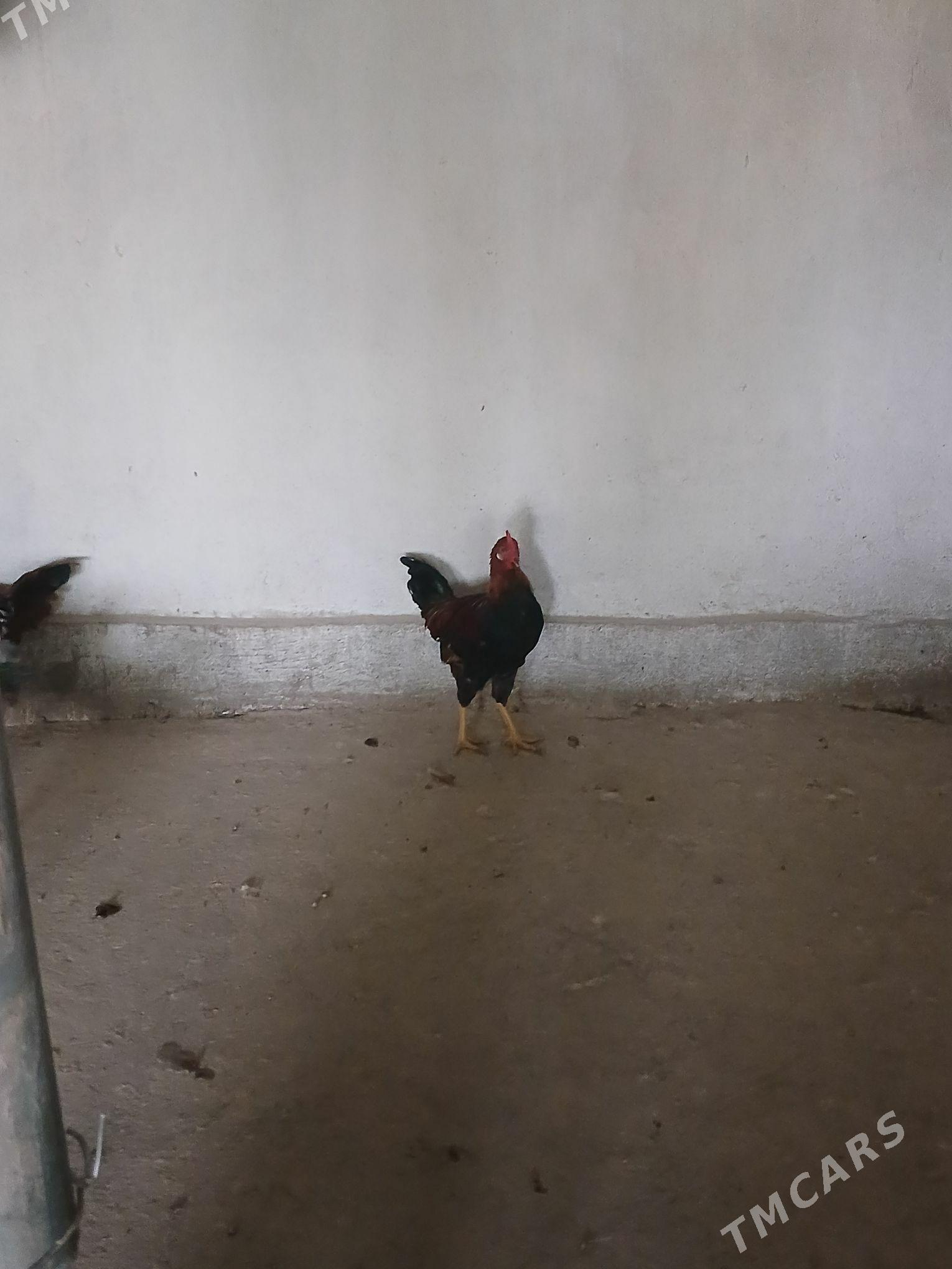 horaz - Кака - img 7