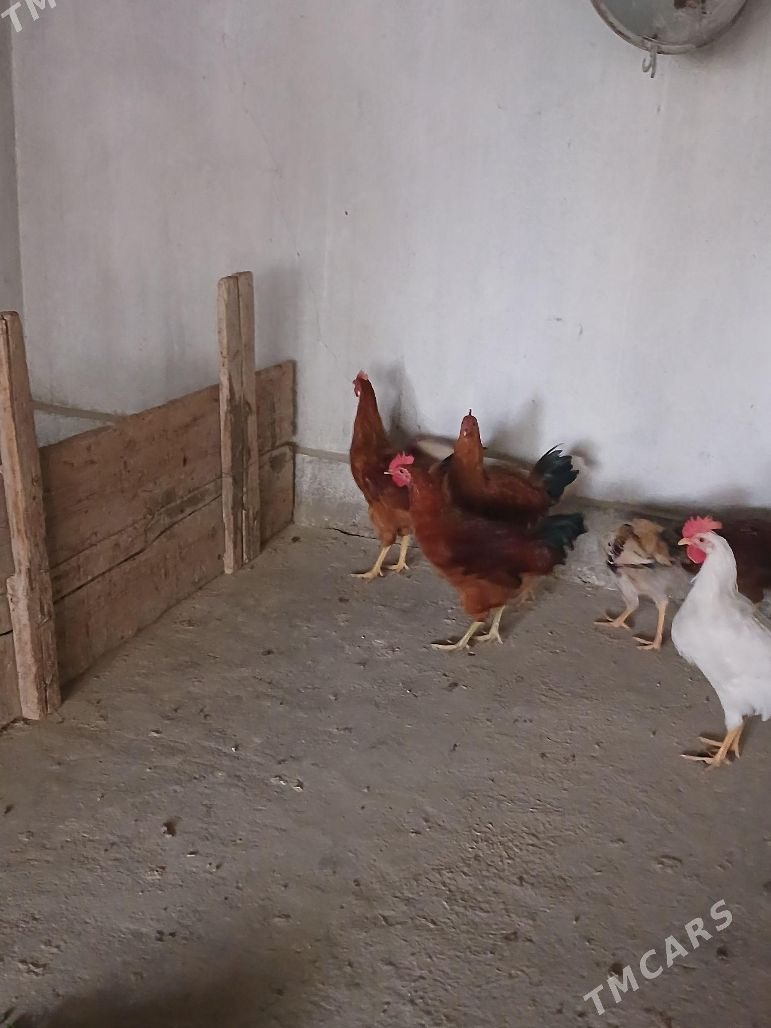 horaz - Кака - img 1