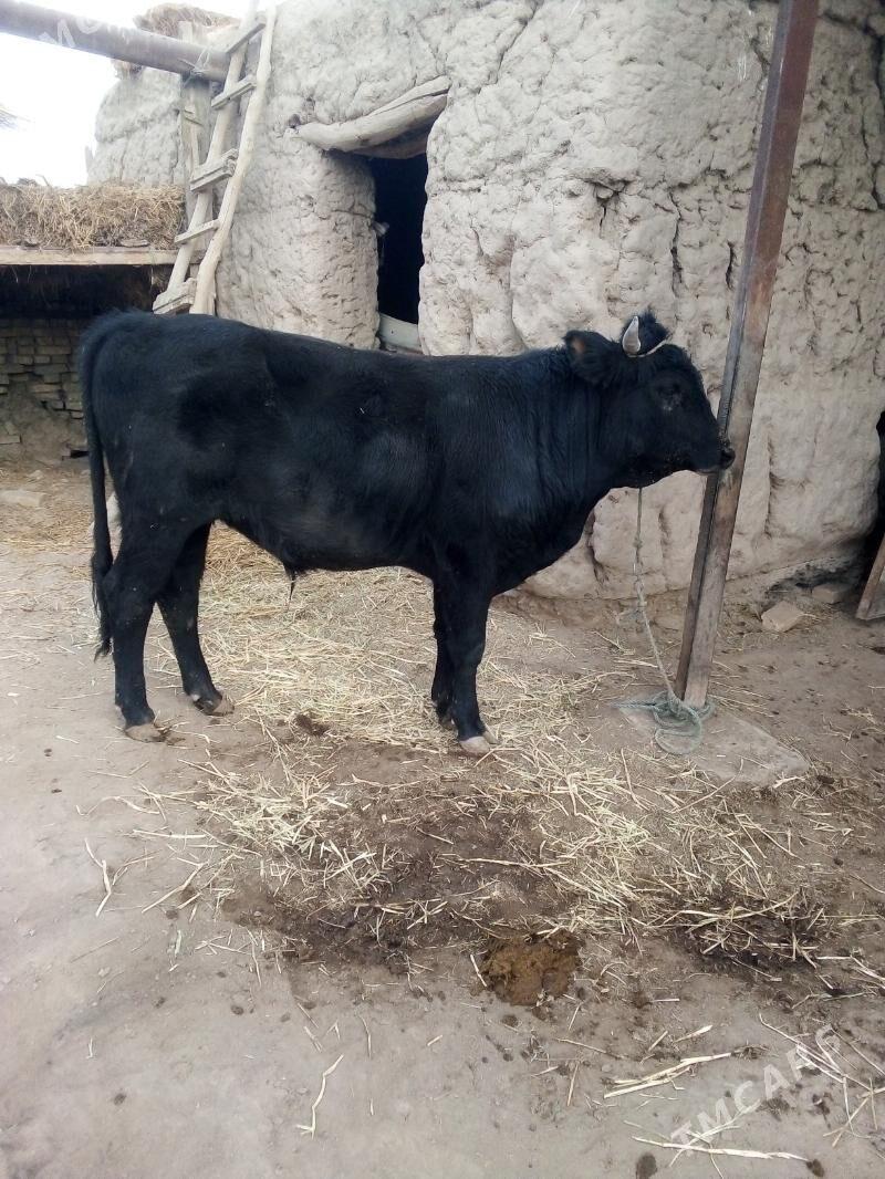 Okiz - Фарап - img 1