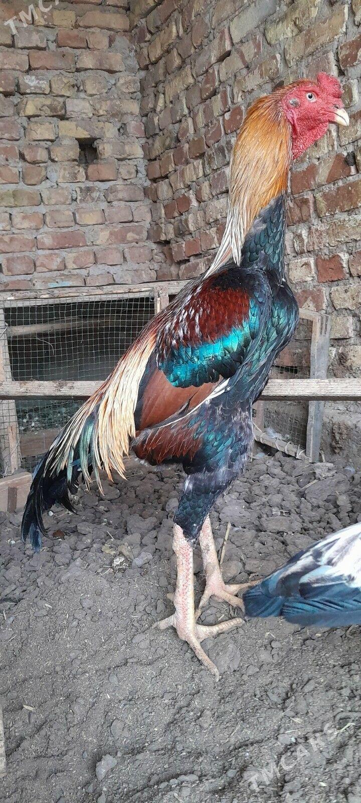 bayes horaz taýyn horaz - Туркменабат - img 2