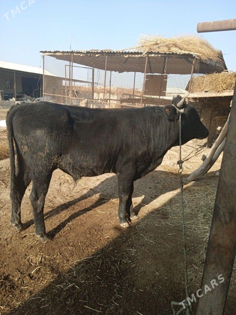 Okiz - Фарап - img 2