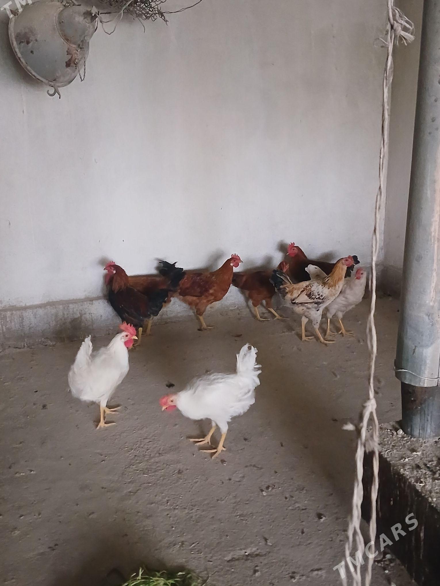 horaz - Кака - img 4