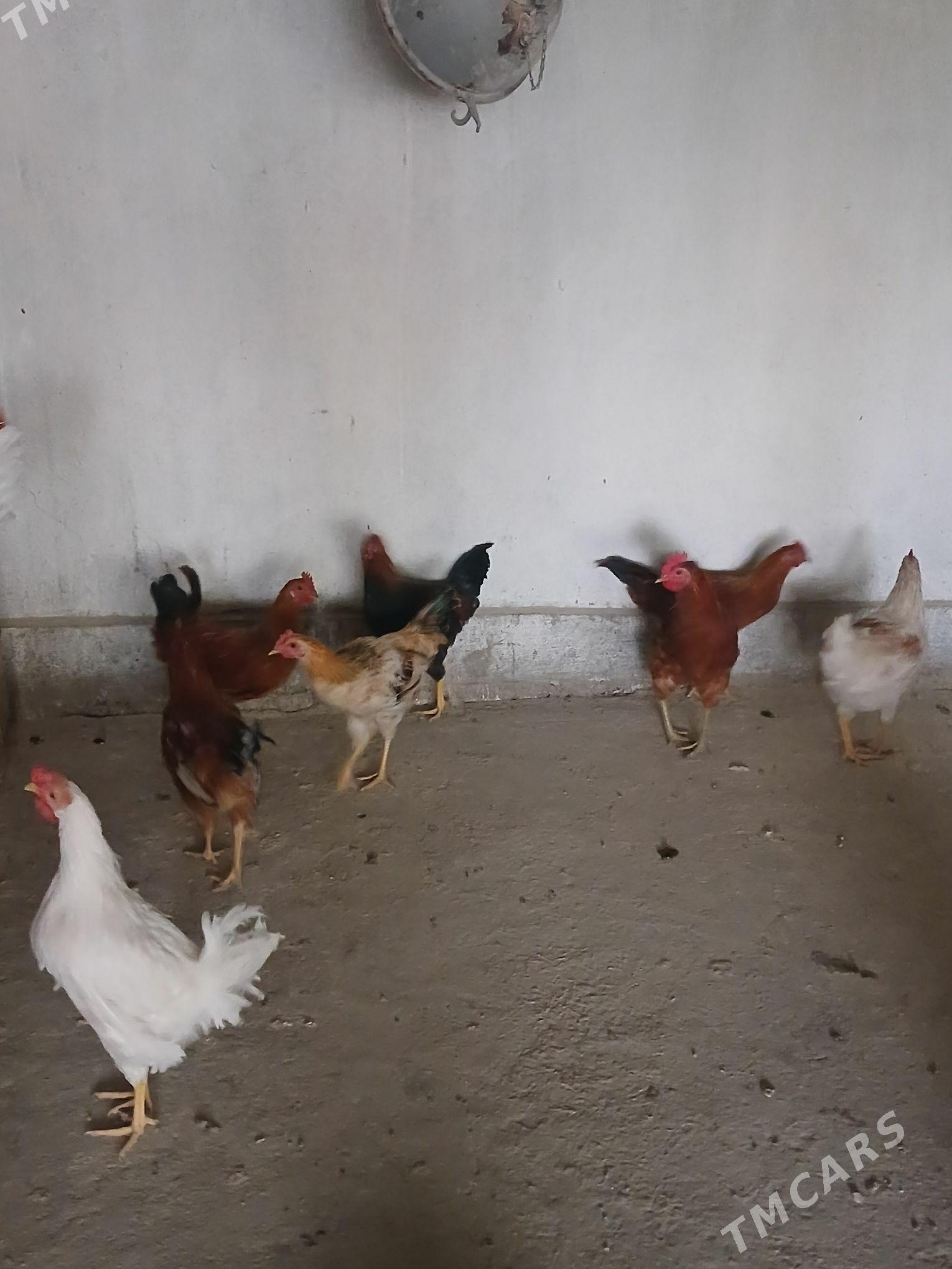 horaz - Кака - img 6