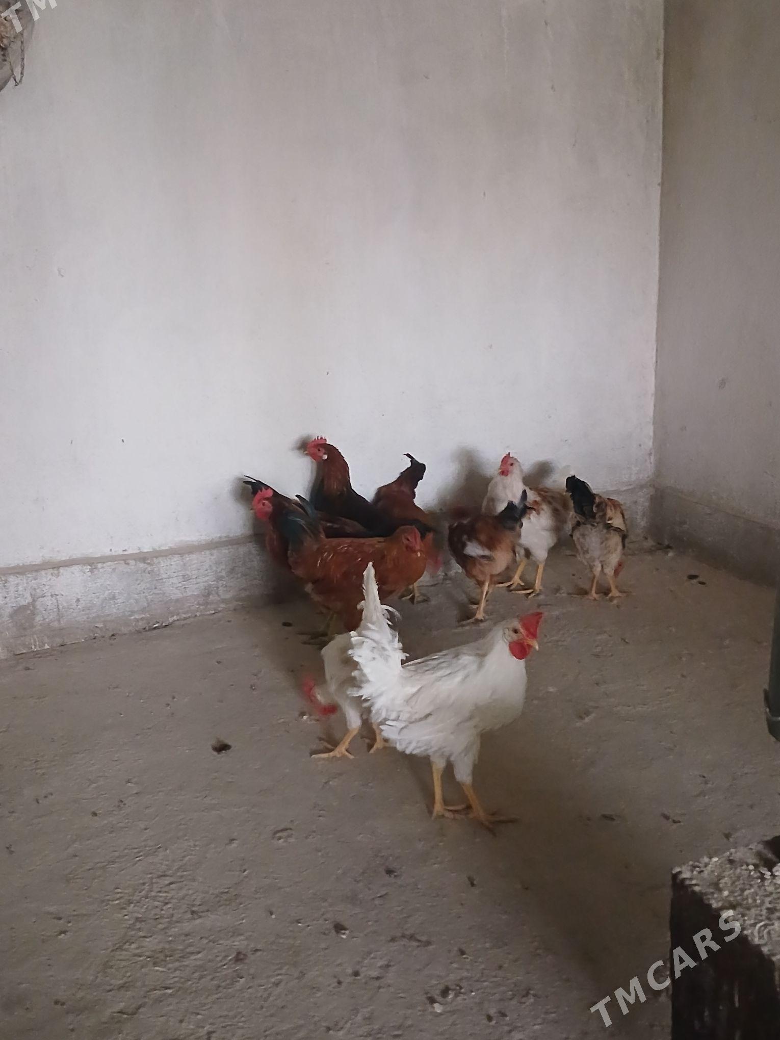 horaz - Кака - img 3