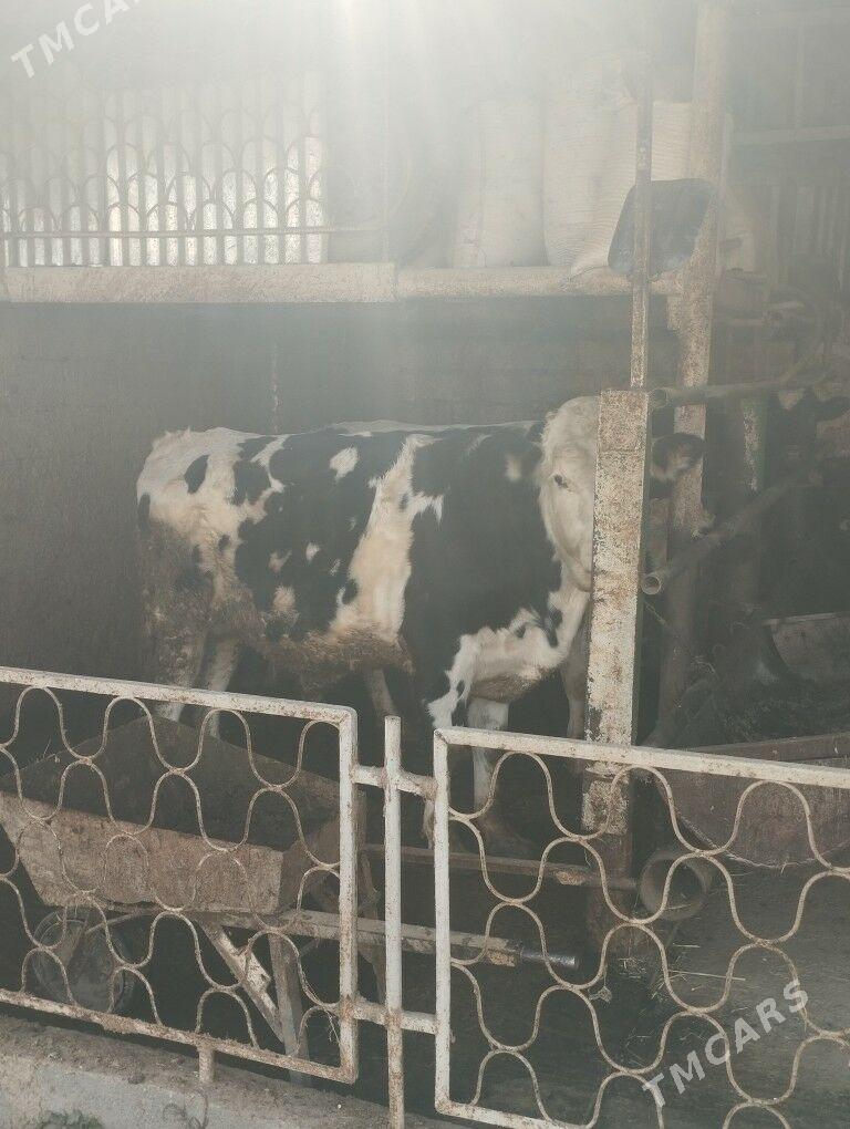 okuz - Кипджак - img 3