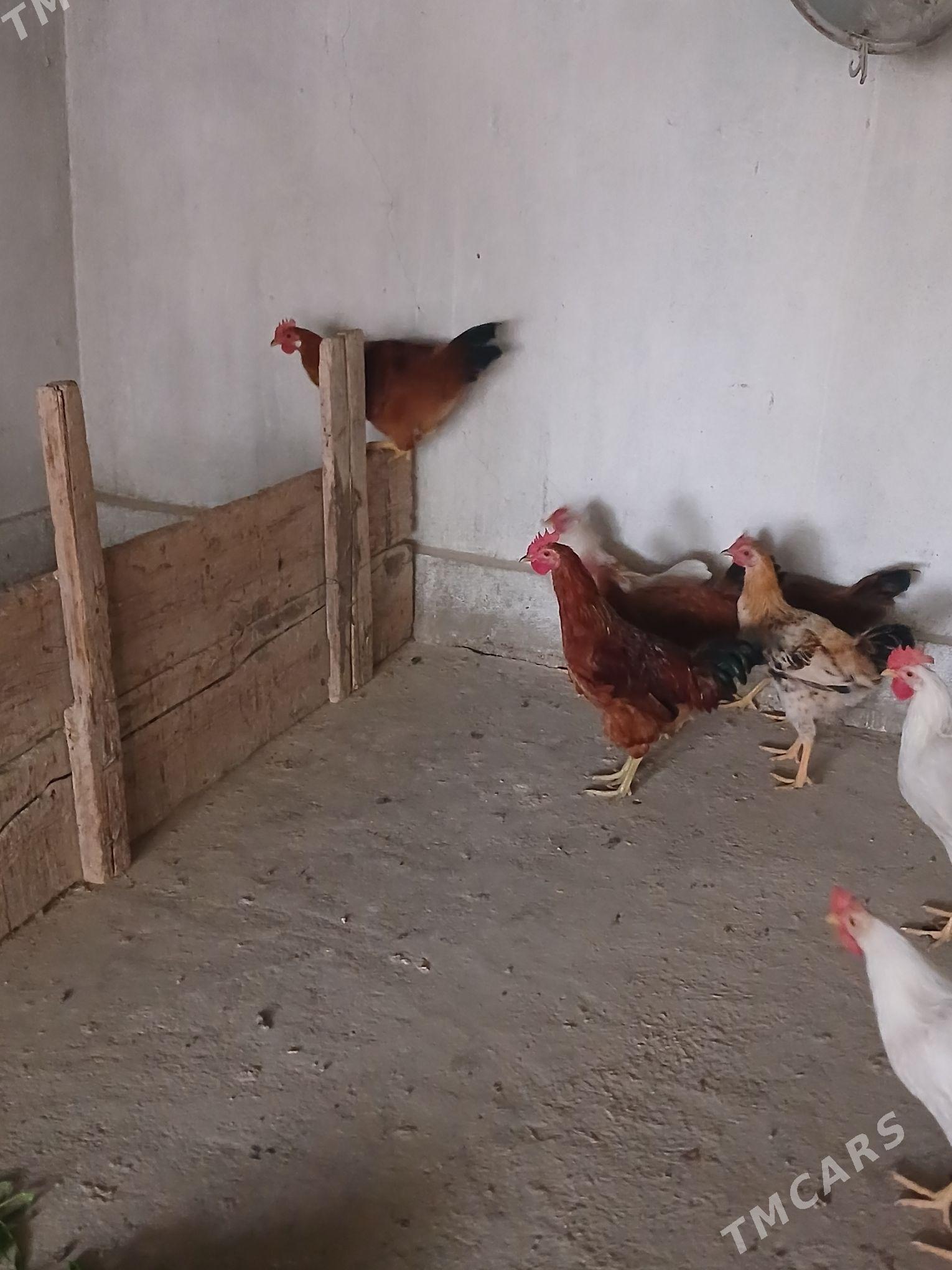 horaz - Кака - img 2