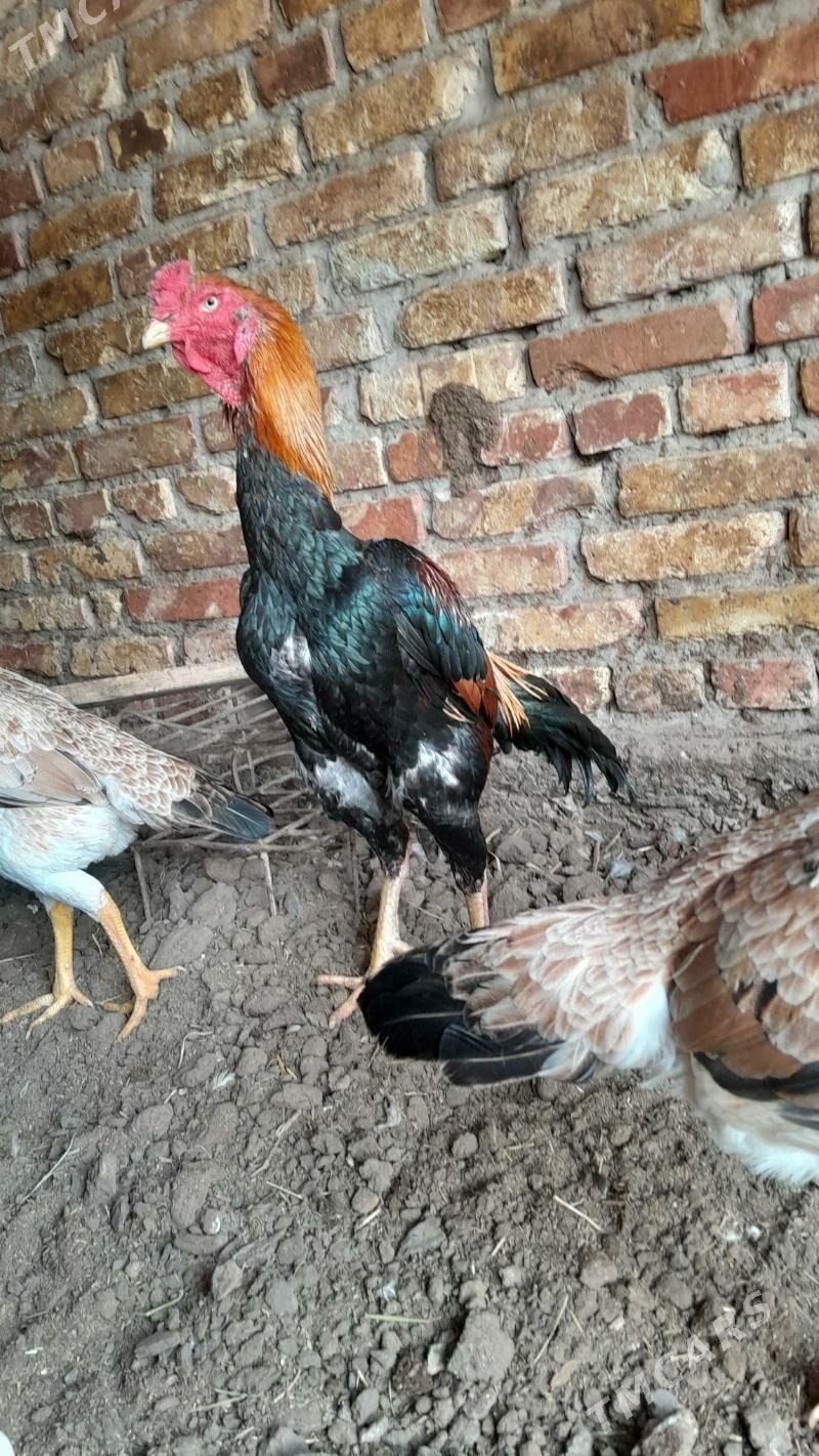 bayes horaz taýyn horaz - Туркменабат - img 1