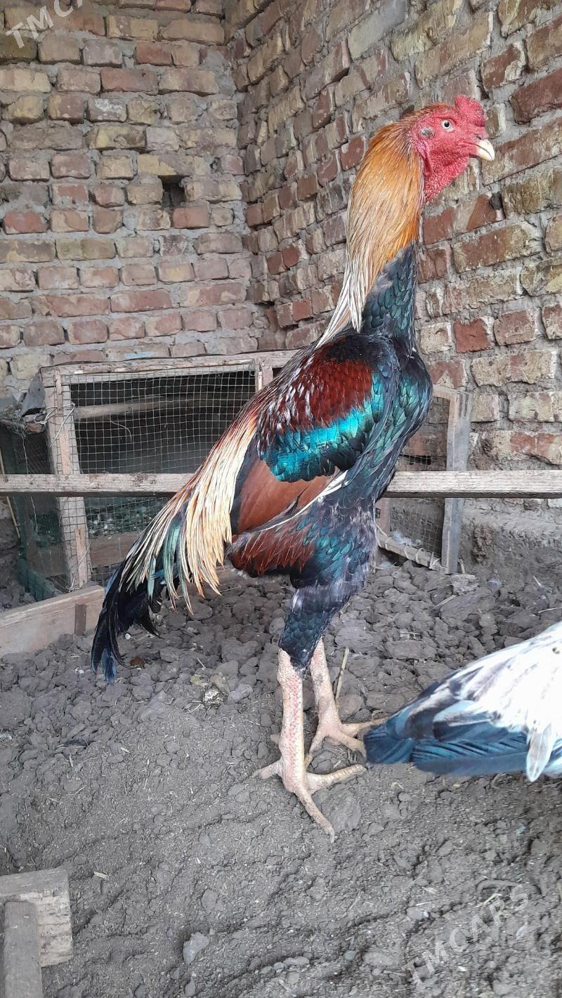 bayes horaz taýyn horaz - Туркменабат - img 4