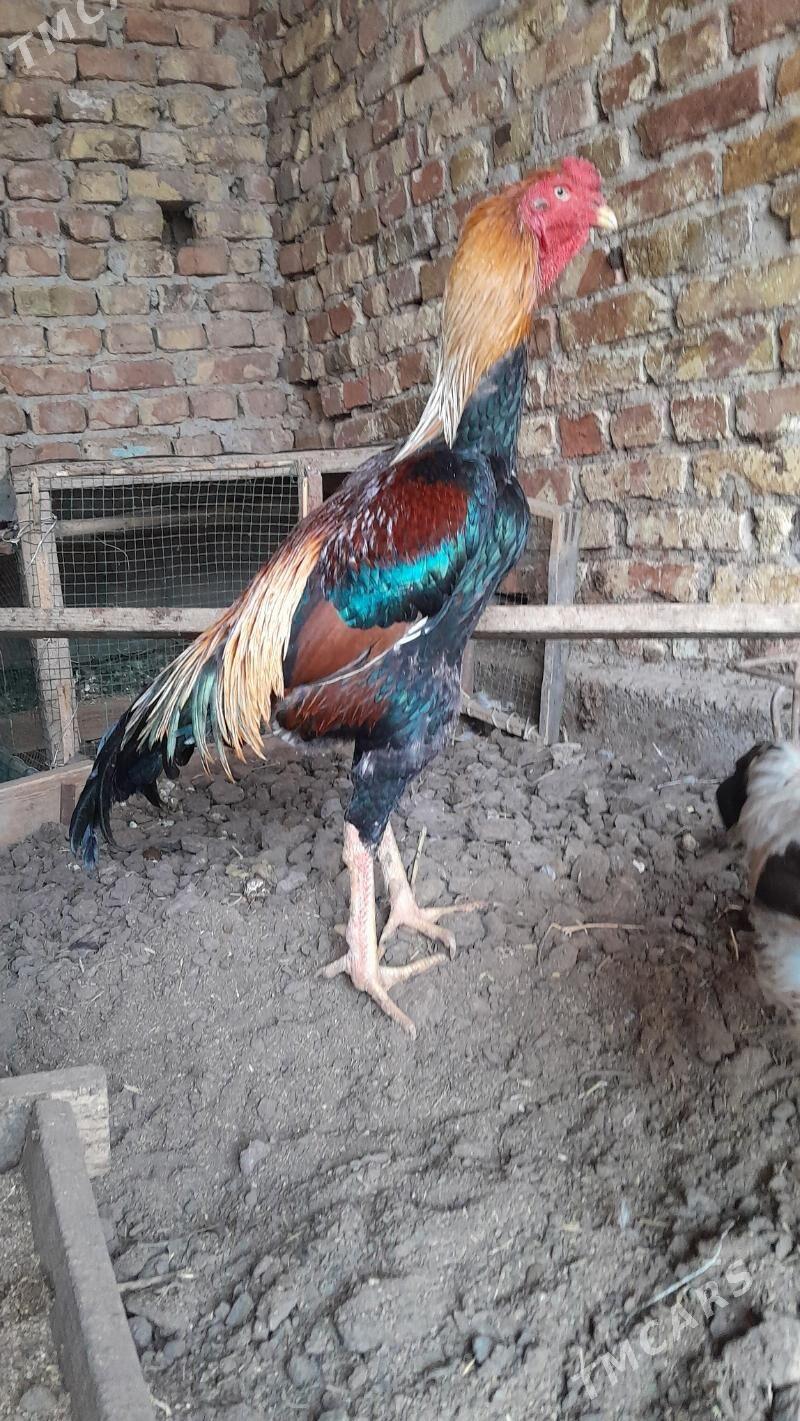 bayes horaz taýyn horaz - Туркменабат - img 6