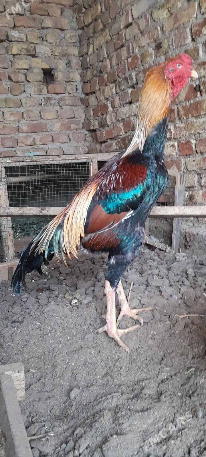 bayes horaz taýyn horaz - Туркменабат - img 3