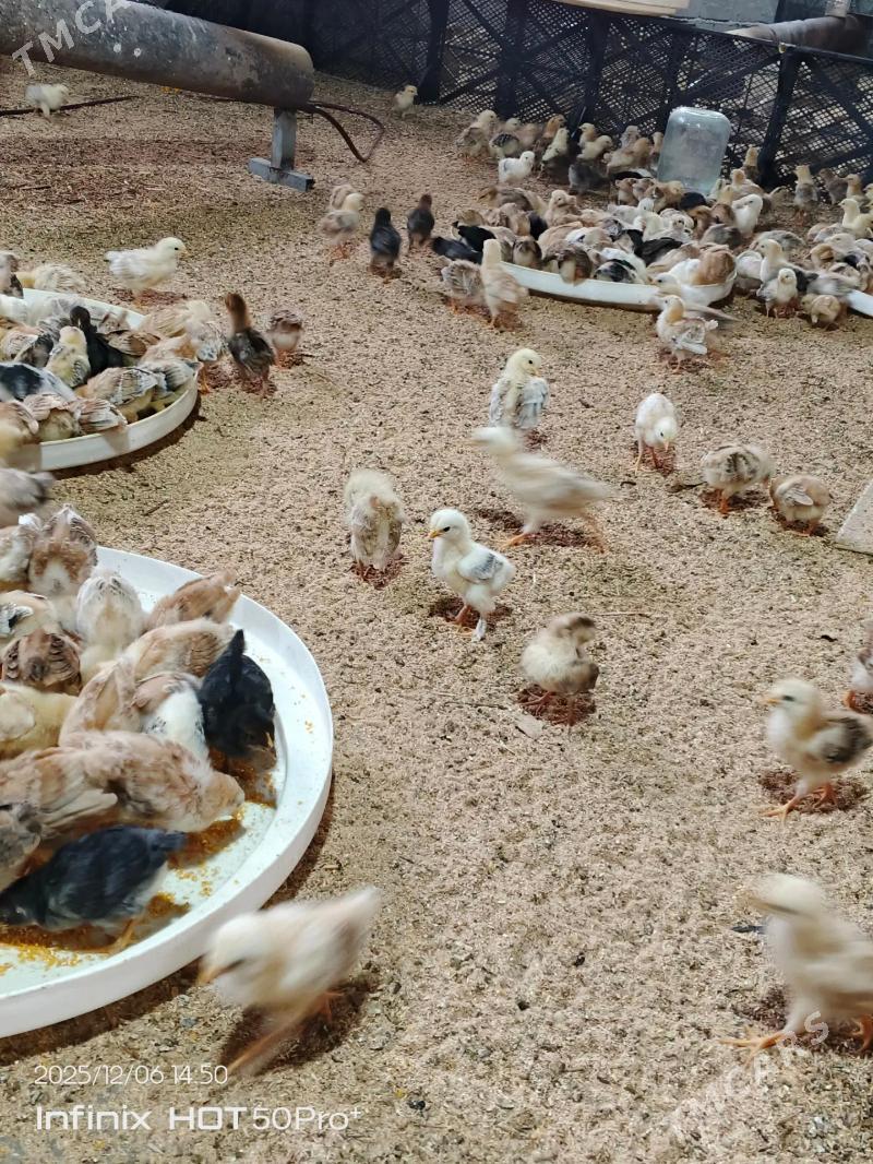 juje - Ашхабад - img 2