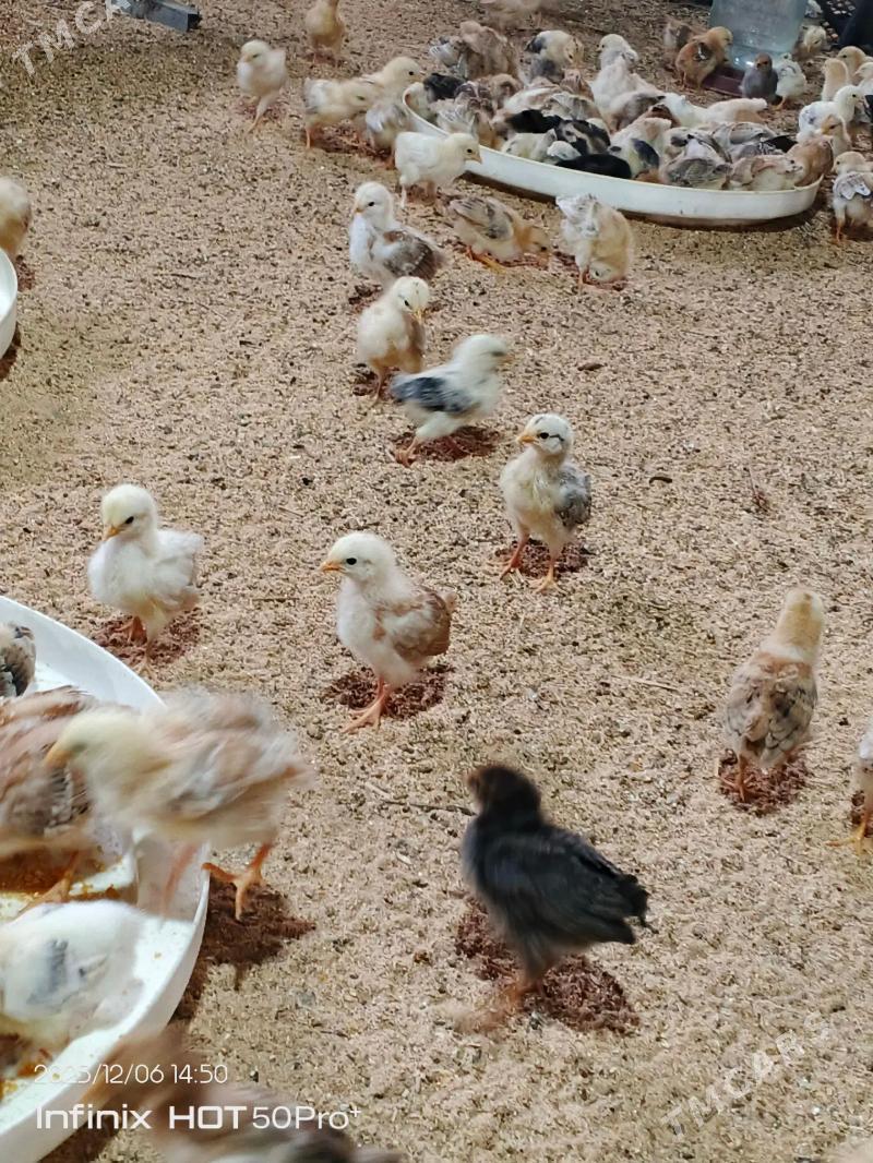 juje - Ашхабад - img 4