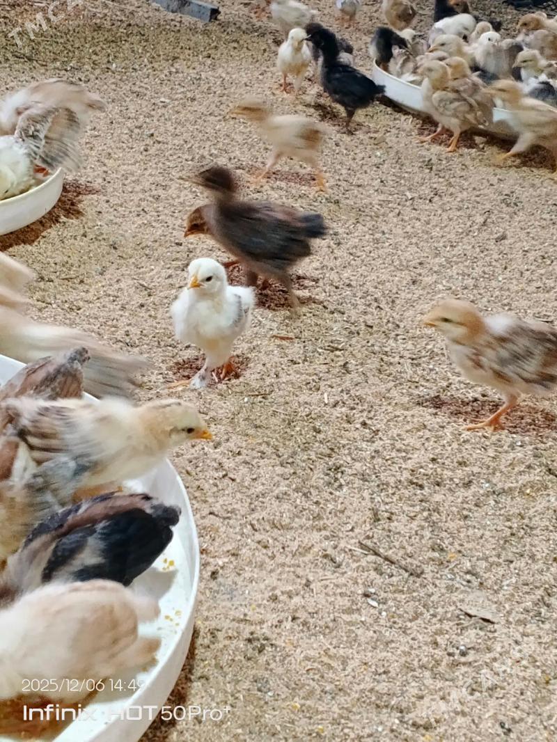 juje - Ашхабад - img 3