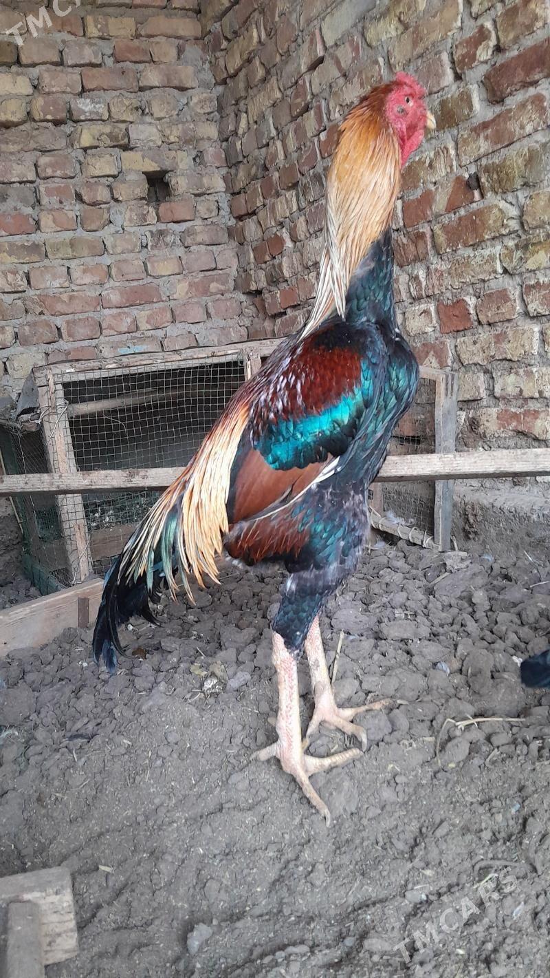 bayes horaz taýyn horaz - Туркменабат - img 5