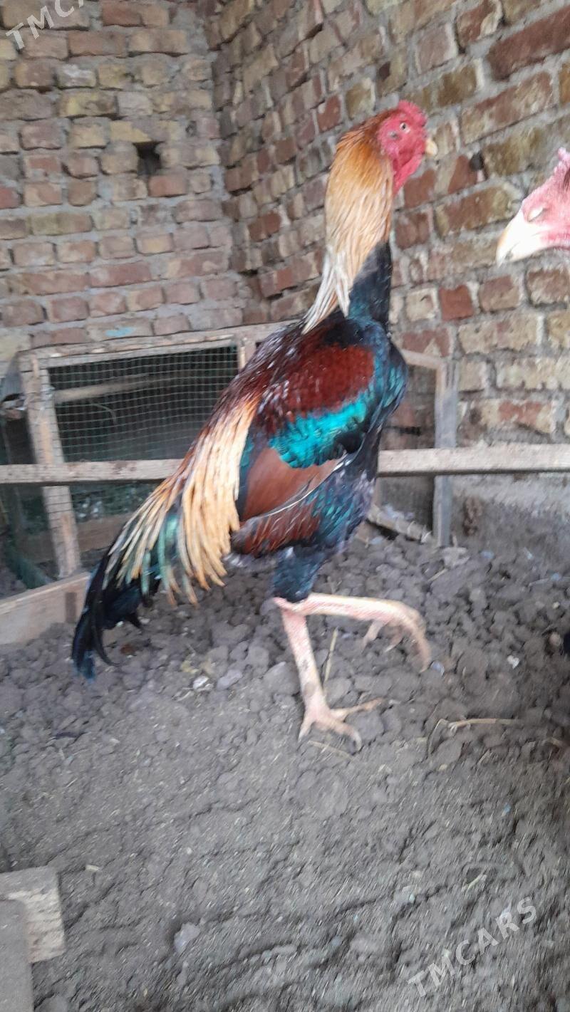 bayes horaz taýyn horaz - Туркменабат - img 7