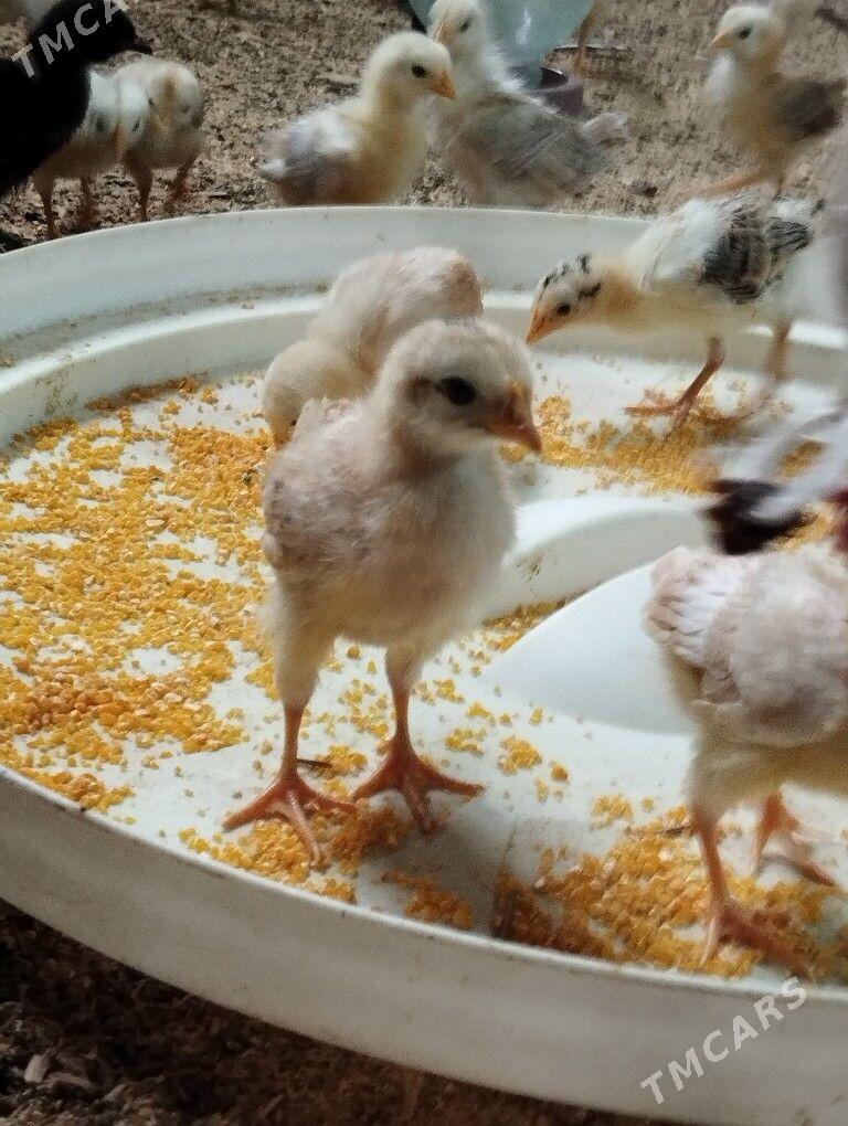 juje - Ашхабад - img 5