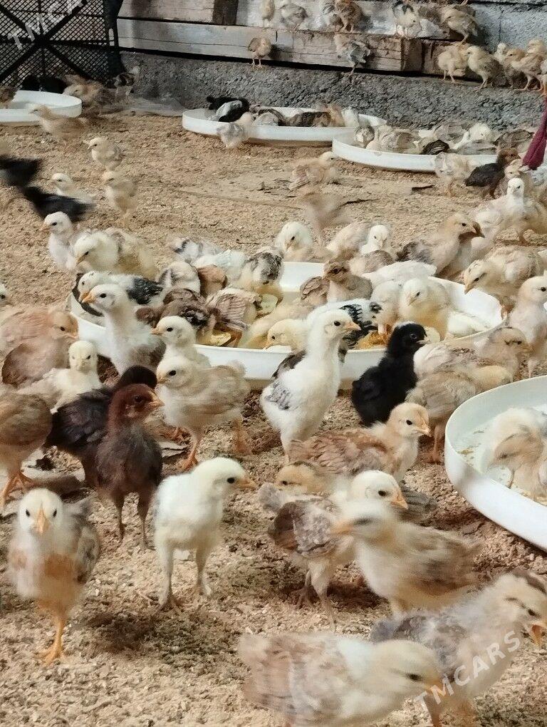 juje - Ашхабад - img 6