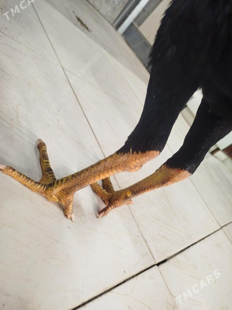 juje - Aşgabat - img 1