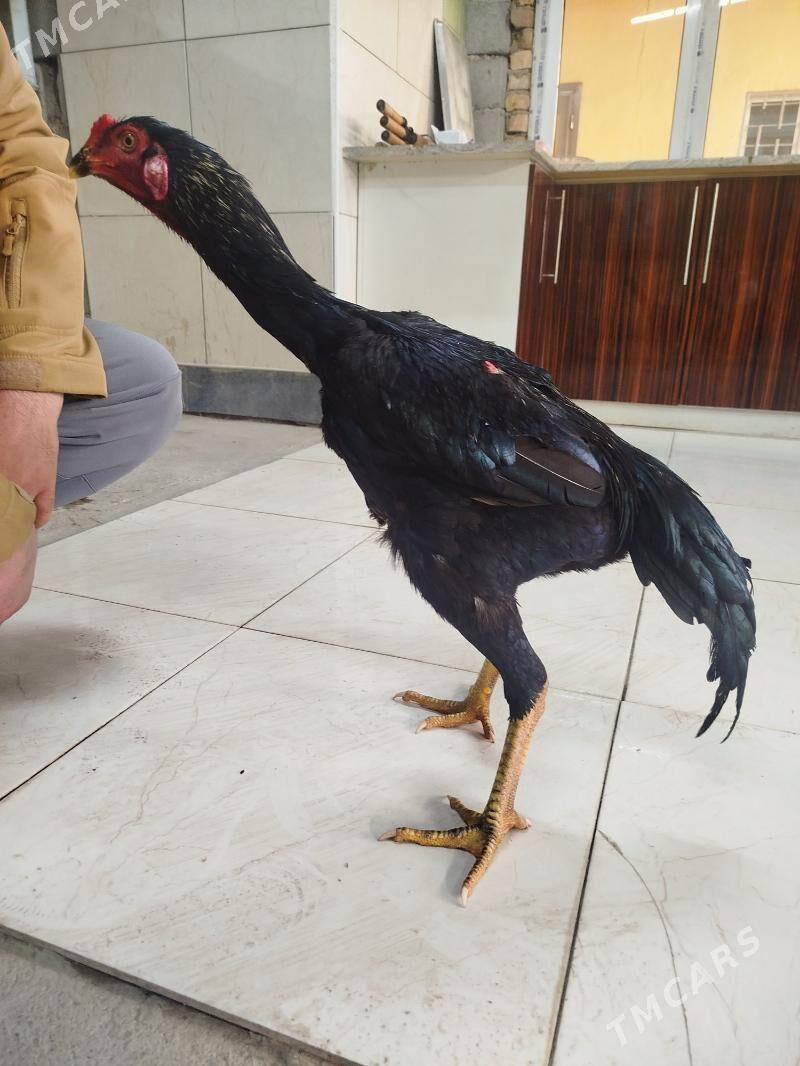 juje - Ашхабад - img 2