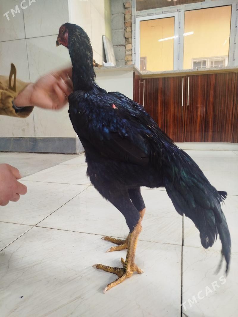 juje - Ашхабад - img 4