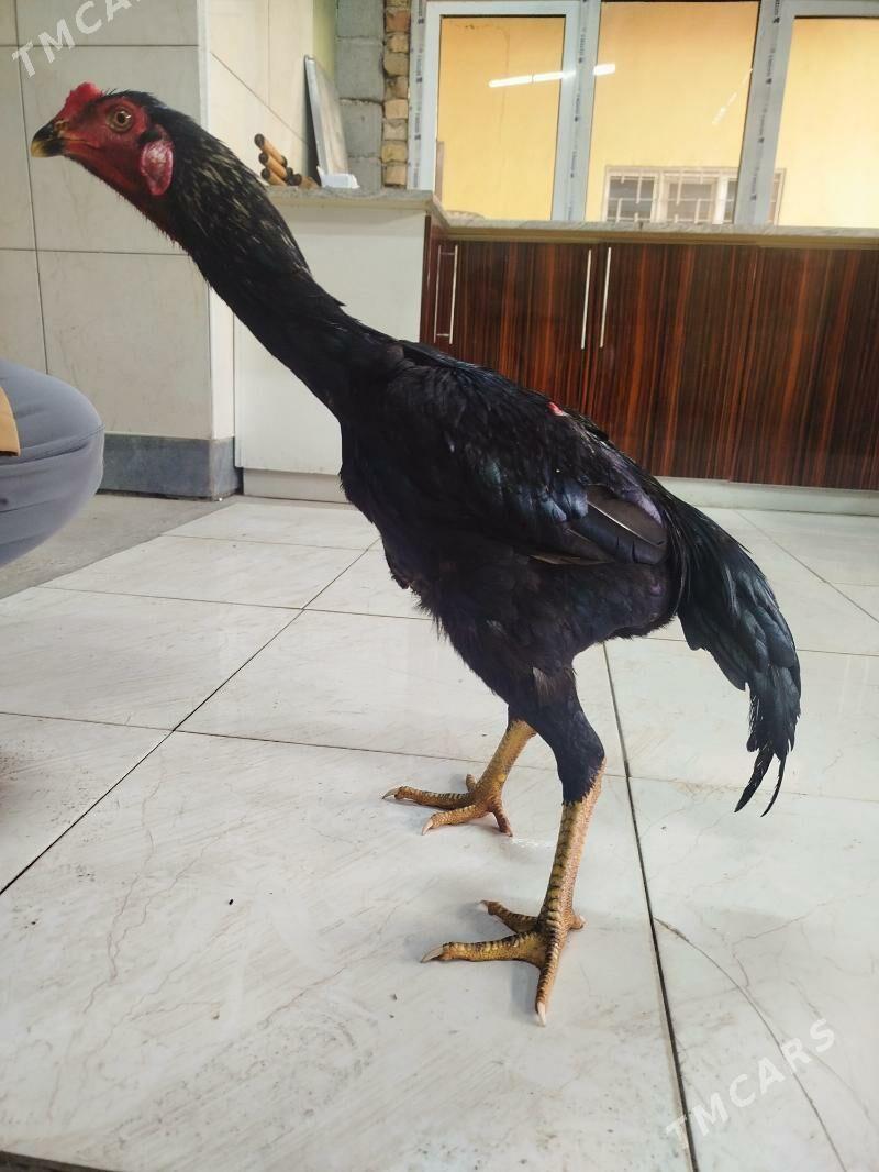 juje - Ашхабад - img 3