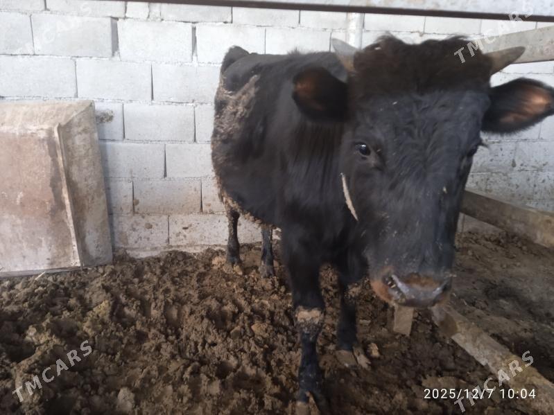 Bakyda Duran Öküz - Кака - img 2