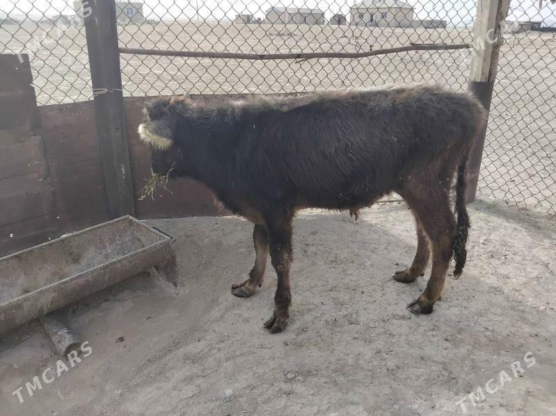 okuzce - Bereket - img 3